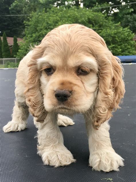 American Cocker Spaniel Puppies For Sale Martinsville In 277752