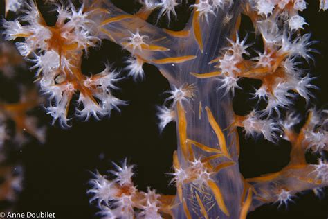 Maybe you would like to learn more about one of these? FLOWERS OF THE SEA - Anne Doubilet