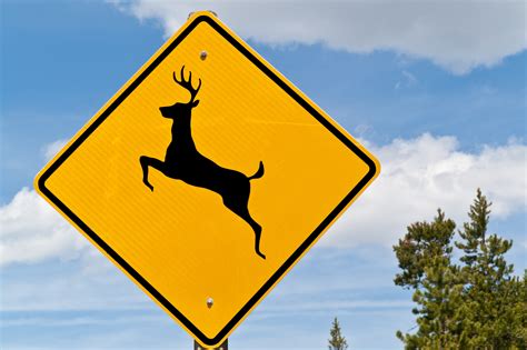 How To Avoid Hitting The Deer In Headlights