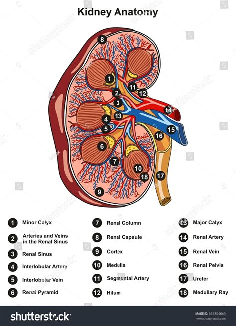 Kidney Anatomy Cross Section Infographic Diagram Ilustracja Stockowa