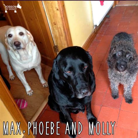Max Phoebe And Molly And Their Borrower Bethan Borrowmydoggy