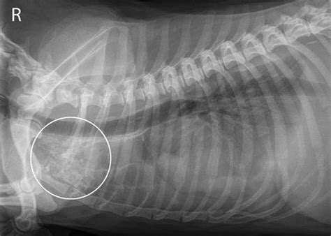 Treatment of cats with cardiomyopathy and chylothorax should be based primarily on palliation with unfortunately, management of patients with idiopathic chylothorax is difficult. Chylothorax | Fluid in the Chest in Dogs