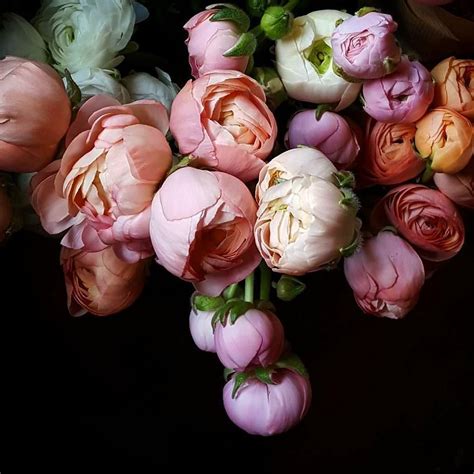 my-current-instagram-obsession-is-the-feeds-of-artisan-floral-farmers-images-like-this-one-from