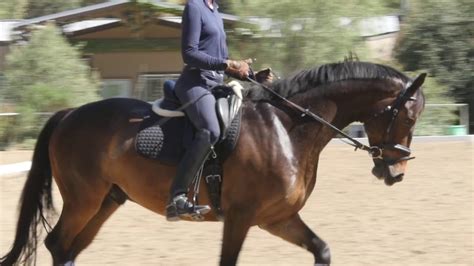 How To Sit In The Saddle And Move With Your Horse Youtube Horses