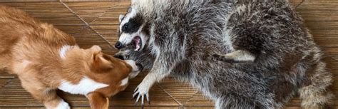 Raccoons Vs Dogs Are Raccoons A Real Threat To Your Dog