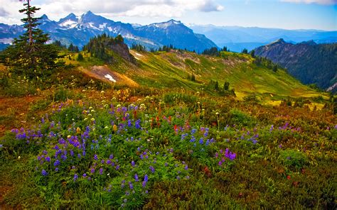Nature Landscape Spring Flowers Mountain Peaks With Snow Hd Wallpaper