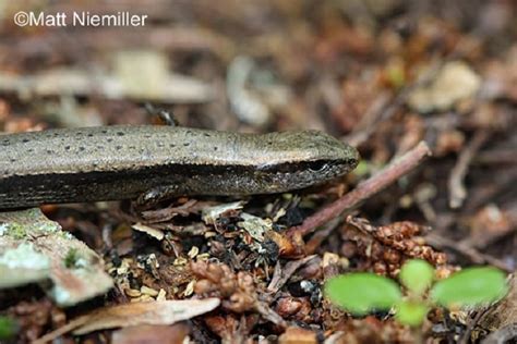 Little Brown Skink State Of Tennessee Wildlife Resources Agency