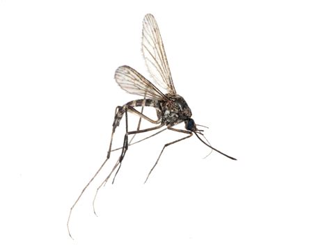 What Are Mosquitoes And What Do They Do Ecoguard