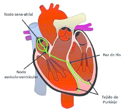 Anatomía Del Marcapasos Natural Del Corazón Download Scientific Diagram