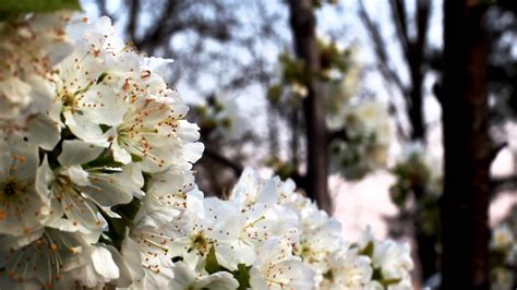Cherry Blossom Tree Free Footage Downloads Nature Videos