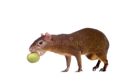 Central American Agouti On White Stock Photo Image Of Claws Knockout