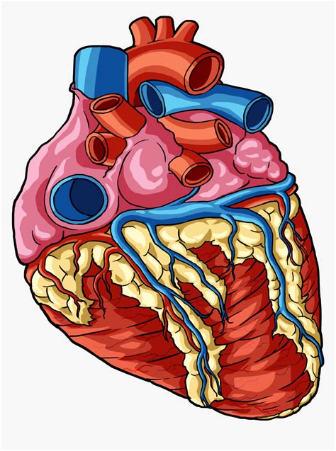 Transparent Human Body Png Transparent Heart Human Body Parts Png Download Transparent Png