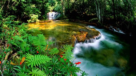 Tropical Rainforest Jungle Cascade Waterfall Transparent Water Rocks Green Vegetation Fern