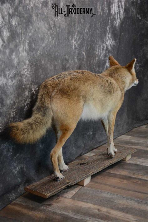 Full Body Coyote Taxidermy Mount For Sale Sku 1660 All Taxidermy