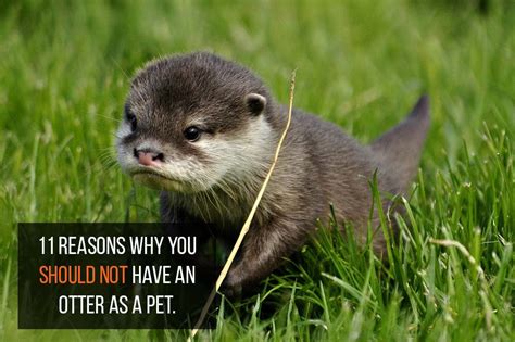 11 Reasons Why You Should Not Have An Otter As A Pet Pets For Children