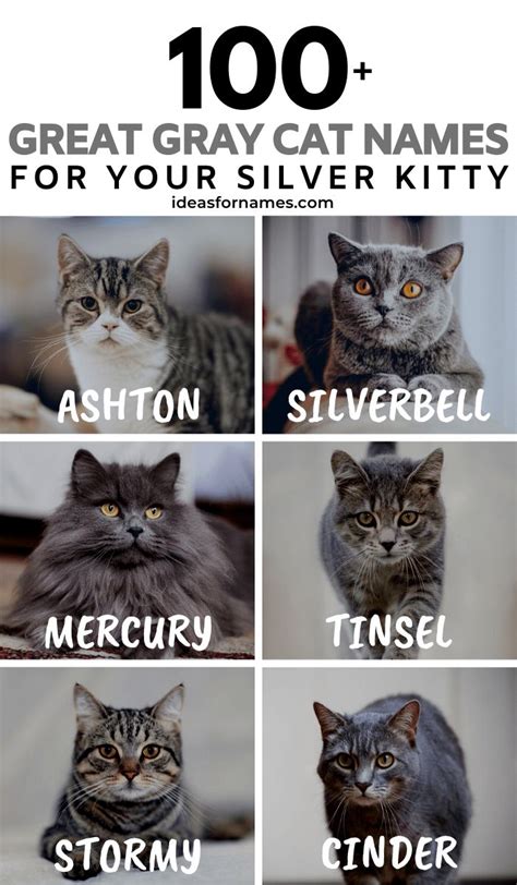 100 Glorious Gray Cat Names Perfect For Your Silver Kitty Grey Cat