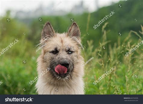 Husky Irish Wolfhound Mix Dog Looking Stock Photo 663722539 Shutterstock