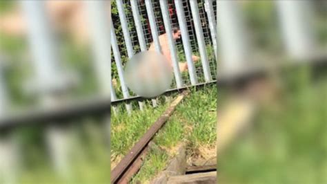 Watch Couple Caught Having Sex In Public Metro Video