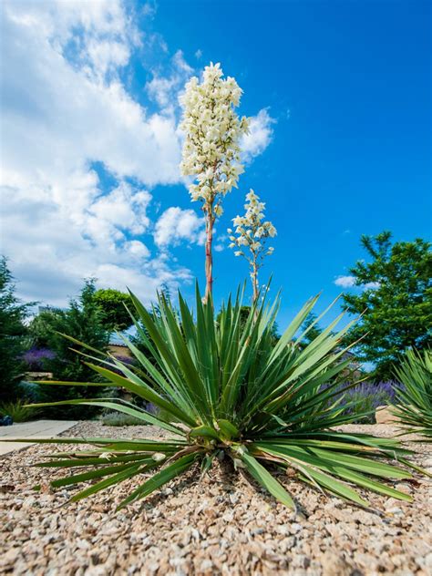 When To Trim Yucca Plants