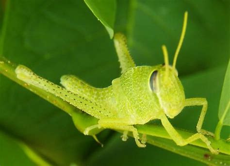 Green Grasshopper Nymph Schistocerca Bugguidenet