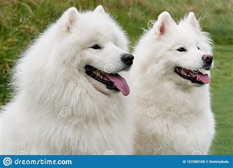 Two White Dog Breed Samoyed Sitting On Green Grass Outdoors Stock