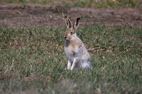 32 Types Of Hare Species With Pictures Pet Keen
