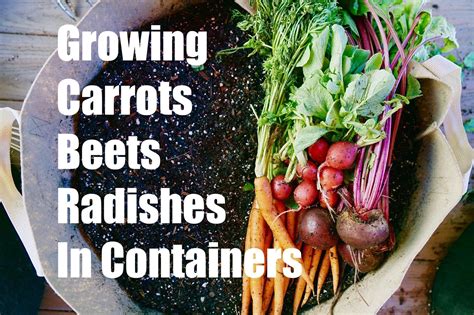 Growing Your Fall Garden # 3 - Growing Root Vegetables in Containers - C... | Growing carrots ...