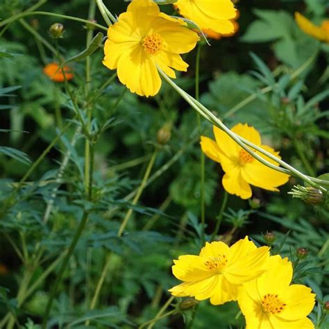 Cosmos Brightlight Mix Open Pollination Seeds Seed And Plant