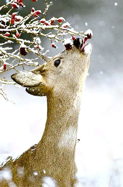 Deer In The Snow Animals Beautiful Animals Wild Animals