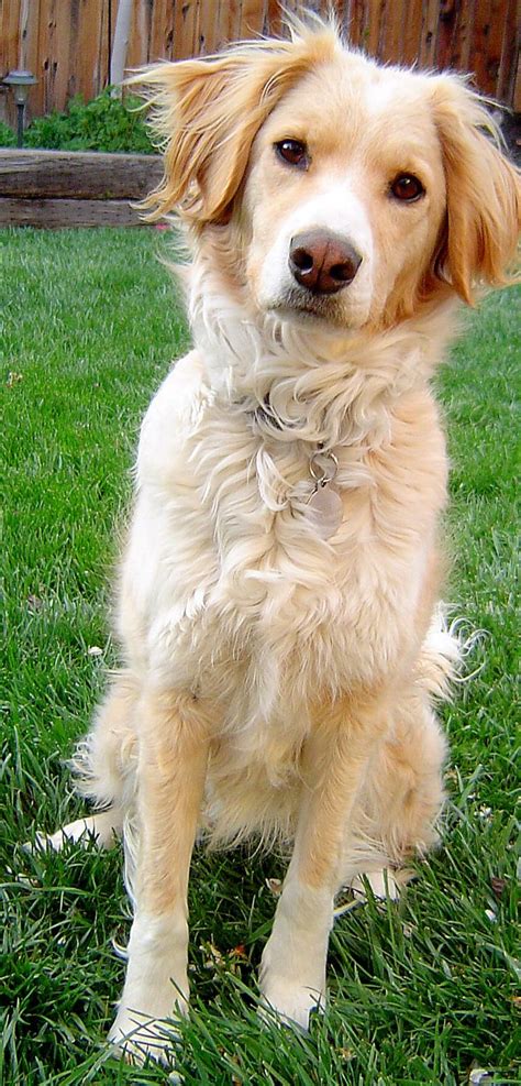 Mar 23, 2020 · if you want a golden retriever but don't want to deal with the long hair, you might want to consider another type of dog. Pin by Tabitha Almeida on doggos | Golden retriever mix ...