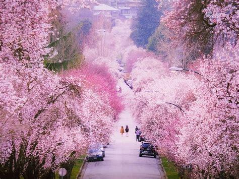 This Is Your Last Chance To See Cherry Blossoms In Vancouver
