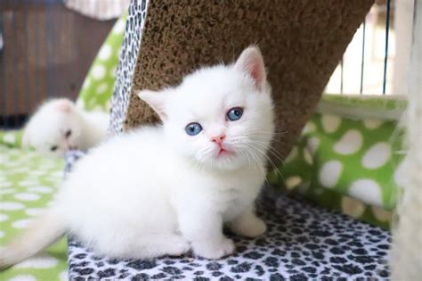 Beautiful Short Leg Munchkin Kittens Cats For Sale Price