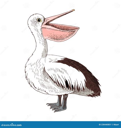 Hand Drawn Pelican Isolated On White Background Stock Vector
