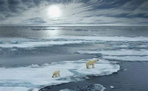 Polar Bears How The Arctics Biodiversity Has Been Impacted By Climate