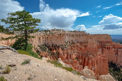 A Pine Tree On The Edge Bryce Canyon Utah Editorial Stock Photo