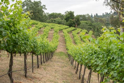 Vineyard Installations Coastal Range Vineyards