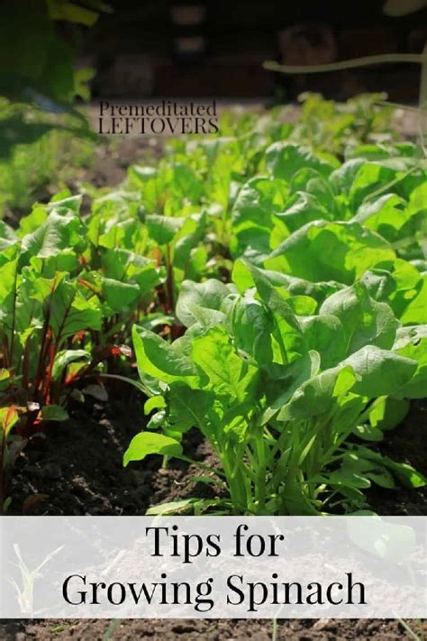 Tips For Growing Spinach In Your Garden This Year