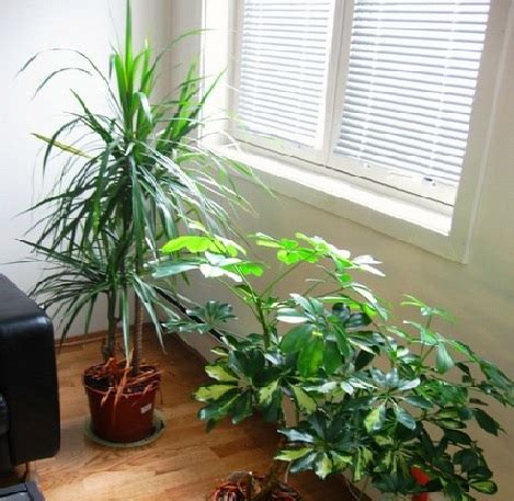 Tanaman anggrek memang sangat menarik dijadikan tanaman hias ruang tamu. Tanaman Hias Pembersih Udara Dalam Ruangan - BibitBunga.com