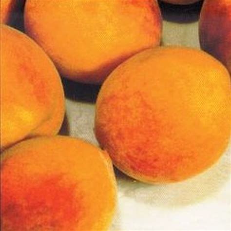 Desertgold Peach