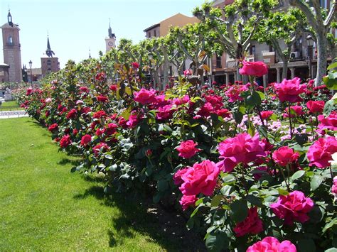Otra Mirada Jardín De Rosas
