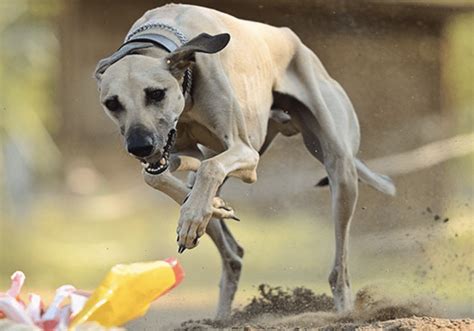 Rampur Greyhound Temperament History And Care Breed Guide