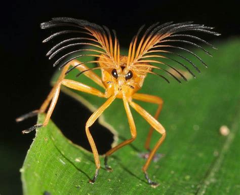 Amazonia Rainforest Insect Weird Animals Weird Insects Rainforest