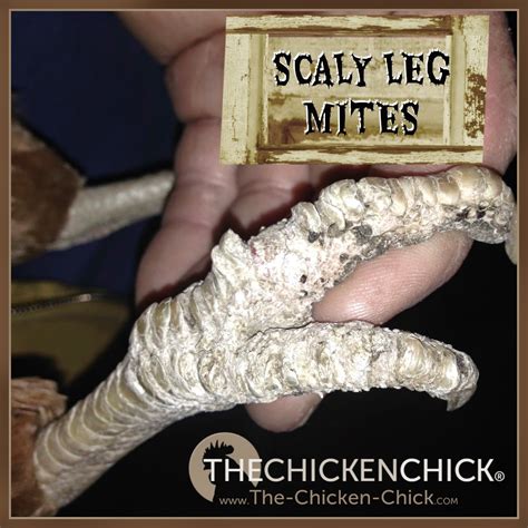 The Chicken Chick® Scaly Leg Mites In Chickens Identification And Treatment