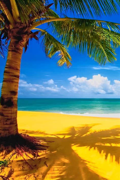 60 Palm Tree Beach Wallpaper Wallpapersafari