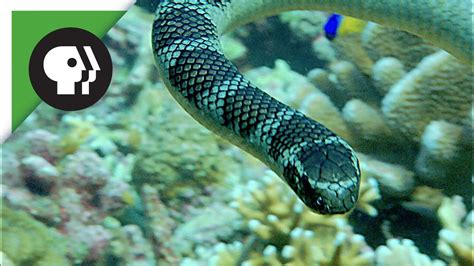 Roving Gang Of Sea Snakes And Fish Terrorize Reef Youtube