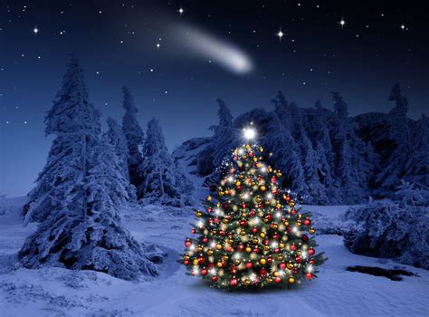 Free Download Lighted Christmas Tree In Winter Forest Hd