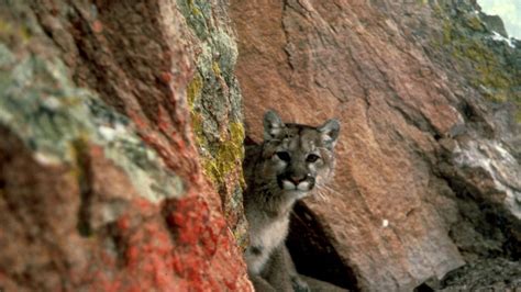 Cougar Biology And Behavior Western Wildlife Outreach