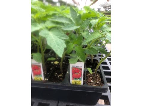 Tomato 4 Pack Stranges Florists Greenhouses And Garden Centers