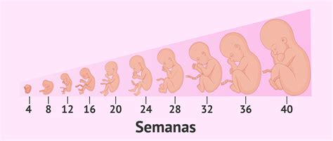 El Embarazo Síntomas Cuidados Y Etapas Del Desarrollo Fetal