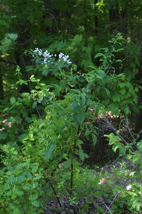 Rubus Argutus Southern Blackberry Go Botany